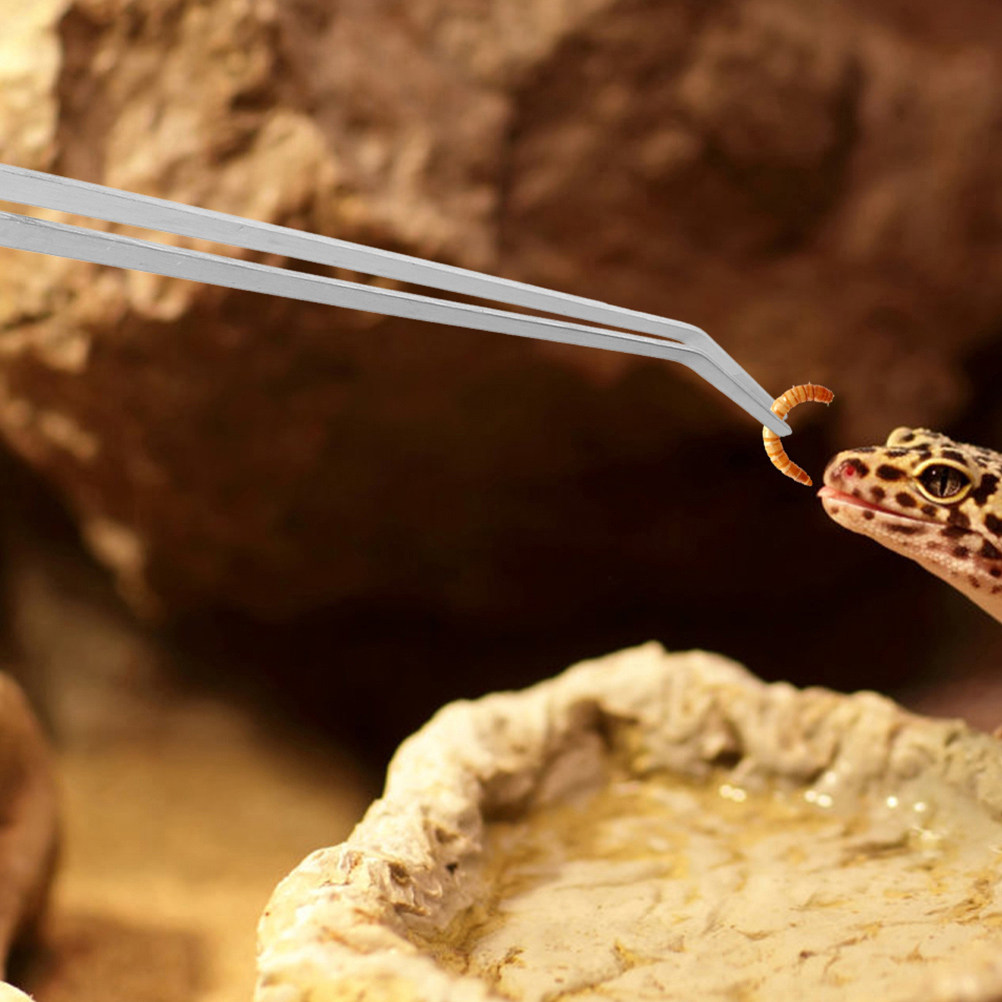 2 Stück Edelstahl-Reptilien-Fü – Feeding Tong Stainless Bewertung und Preis
